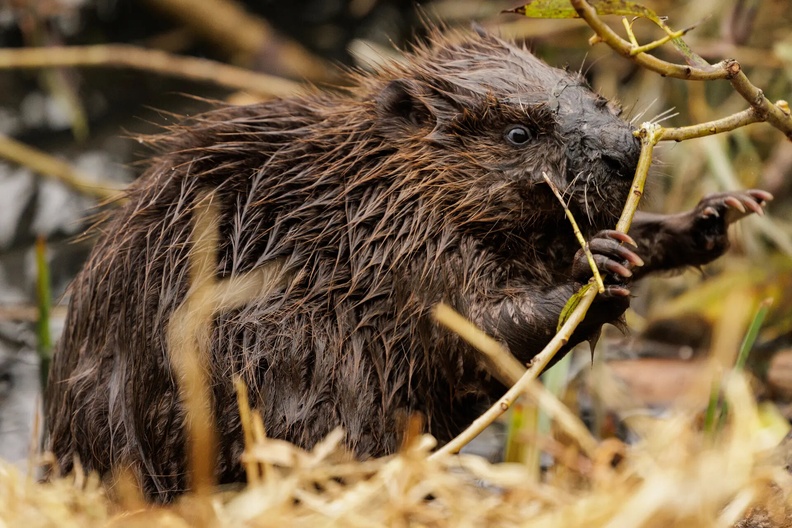 Beaver, Greenford, London, England, UK